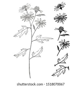 Chamomile. Collection of hand drawn flowers and plants. Botany. Set. Vintage flowers. Black and white illustration in the style of engravings