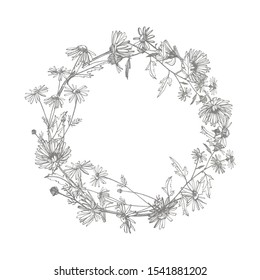 Chamomile. Collection of hand drawn flowers and plants. Botany. Set. Vintage flowers. Black and white illustration in the style of engravings.