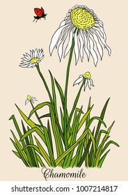 Chamomile color vector illustration flower curative grass