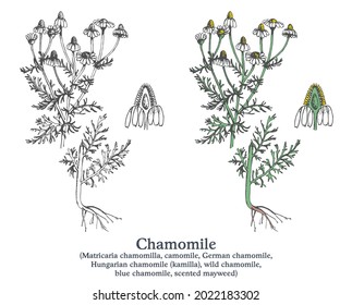 Chamomile. Planta de vector colorida dibujada a mano. Esbozo medicinal de época
