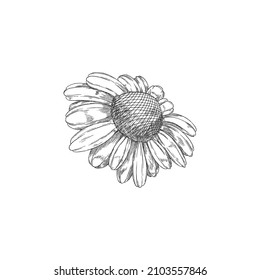 Chamomile or Daisy blooming flower hand drawn engraving vector illustration isolated on white background. Chamomile plant or herb flower monochrome image.