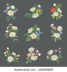 Chamomile or Daisy Bouquets Vector Set. Botanical Decoration Concept