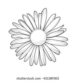 Chamomile daisy close up top view. Loves me loves me not flower. Isolated botanical floral design element.