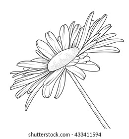 Chamomile daisy close up top view. Loves me loves me not flower. Isolated botanical floral design element.