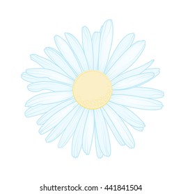 Chamomile daisy close up top view. Loves me loves me not flower. Isolated botanical floral design element. 