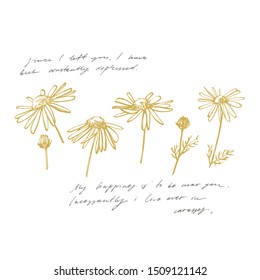 Chamomile or daisy flower. Botanical illustration. Good for cosmetics, medicine, treating, aromatherapy, nursing, package design, field bouquet. Hand drawn wild hay flowers