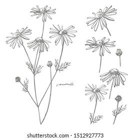 Chamomile or daisy flower. Botanical illustration. Good for cosmetics, medicine, treating, aromatherapy, nursing, package design, field bouquet. Hand drawn wild hay flowers