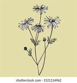 Chamomile or daisy flower. Botanical illustration. Good for cosmetics, medicine, treating, aromatherapy, nursing, package design, field bouquet. Hand drawn wild hay flowers