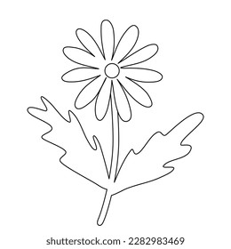 Chamomile or daisy flower, doodle style flat vector outline for kids coloring book