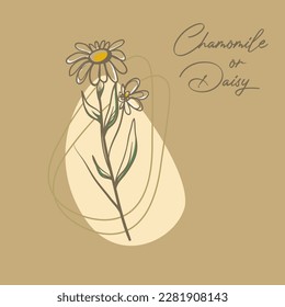 chamomile or daisy flower vector illustration, geometric floral, wreaths, decorative illustrations. Trendy Line drawing, forest fern eucalyptus art foliage natural leaves herbs in line style, feminine