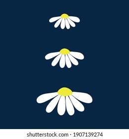 Chamomile daisy set on dark blue background with isolated chamomiles daisies. Vector illustration art.
