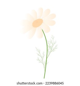 chamomile.  Daisy vector stock illustration. Daisies. Spring template for an invitation card.  Isolated on a white background. White flower