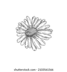 Arte de clip vintage de la flor de la rueda de la camomila o de la margarita, grabando ilustración vectorial aislada en fondo blanco. Plantas de camomila o flor de hierba.