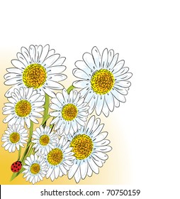 chamomile design