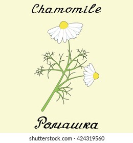 Chamomile . Drawing and hand-lettering. English and Russian texts. Eco Friendly. For labels, flyers, online stores. Natural cosmetic. Bio products. Botanical sketch