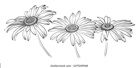 Chamomile drawn by lines. Vector illustration of Matricaria flower on a white background.