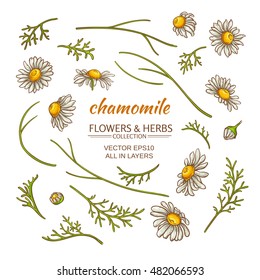 chamomile elements vector set
