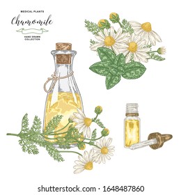 Aceite esencial Chamomile. Flores de margarita dibujadas a mano aisladas en fondo blanco. Recogida de plantas medicinales. Ilustración vectorial.