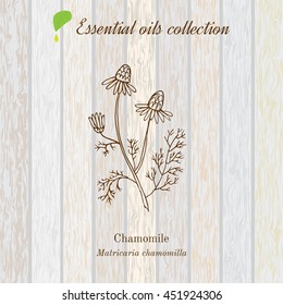 Chamomile, essential oil label, aromatic plant. Vector illustration