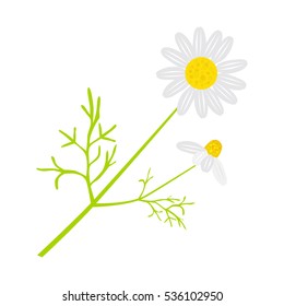 Chamomile in flat style