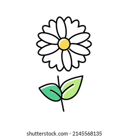 chamomile flower aromatherapy color icon vector. chamomile flower aromatherapy sign. isolated symbol illustration