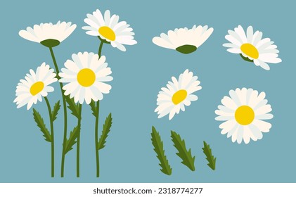 Chamomile flower background.Eps 10 vector.