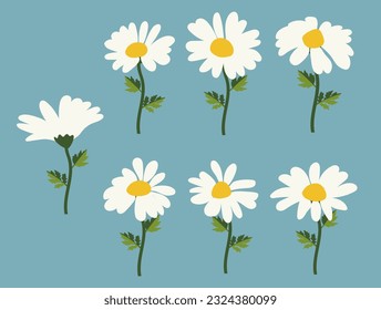 Chamomile flower background.Eps 10 vector.