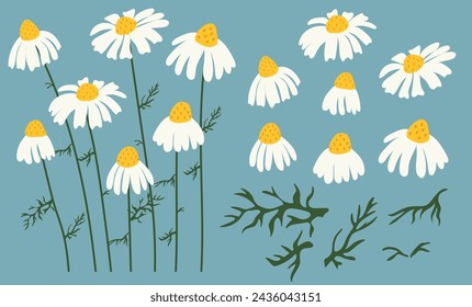 Chamomile flower background.Eps 10 vector.