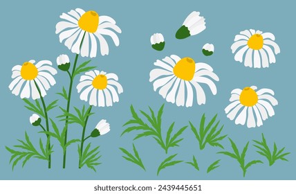 Chamomile flower background.Eps 10 vector.