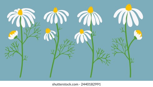 Chamomile flower background.Eps 10 vector.