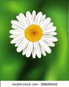 Chamomile flower background. Daisy flower