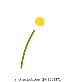 Chamomile flower. Beautiful flower for making summer and spring designs. Vector illustration.