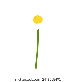 Flor de manzanilla. Hermosa flor para hacer diseños de verano y primavera. Ilustración vectorial.