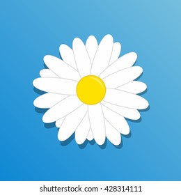 Chamomile flower. Beautiful white daisy flower isolated on blue background.