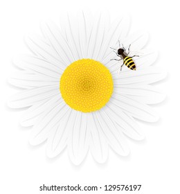 Chamomile flower and bee isolated on white background. Vector illustration.