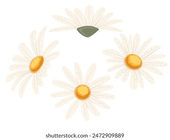 Chamomile flower in bloom vector illustration isolated on white background