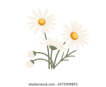 Chamomile flower in bloom vector illustration isolated on white background