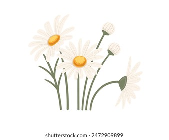 Chamomile flower in bloom vector illustration isolated on white background