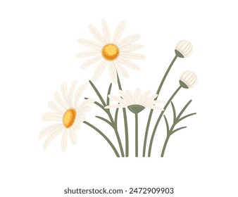 Chamomile flower in bloom vector illustration isolated on white background