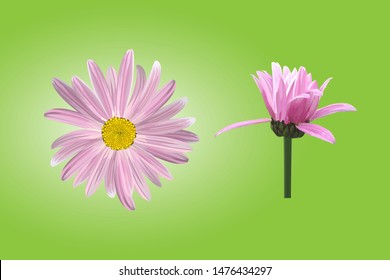 The chamomile flower, blossoming inflorescence in profile. Flower purple daisies on a green background, single, icon, vector