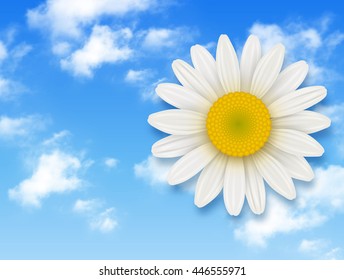 Chamomile flower and blue sky with white clouds, summer flower backgrounds