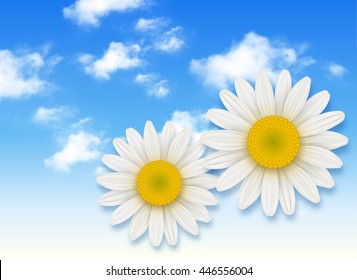 Chamomile flower and blue sky with white clouds, summer flowers backgrounds