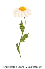 Chamomile flower. Botanical vector illustration isolated on white background for postcard, poster, ad, decor, fabric and other uses.