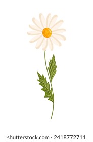Flor de camomila. Ilustración vectorial botánica aislada sobre fondo blanco para postales, afiches, anuncios, decoración, tela y otros usos.