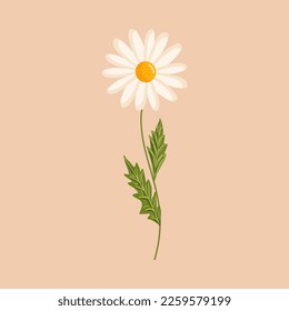 Chamomile flower. Botanical vector isolated illustration for postcard, poster, ad, decor, fabric and other uses.