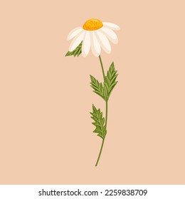 Chamomile flower. Botanical vector isolated illustration for postcard, poster, ad, decor, fabric and other uses.