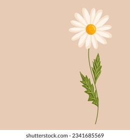 Chamomile flower. Botanical vector isolated illustration for postcard, poster, ad, decor, fabric and other uses.