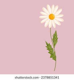 Flor de camomila. Ilustración aislada del vector botánico para postales, afiches, anuncios, decoración, tela y otros usos.