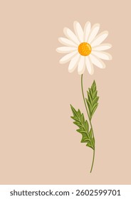 Chamomile flower. Botanical vector isolated illustration for postcard, poster, ad, decor, fabric and other uses.