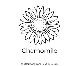 chamomile flower bud doodle hand drawn icon. Outline chamomile drawing organic natural cosmetic ingredient line clipart symbol . Vector illustration